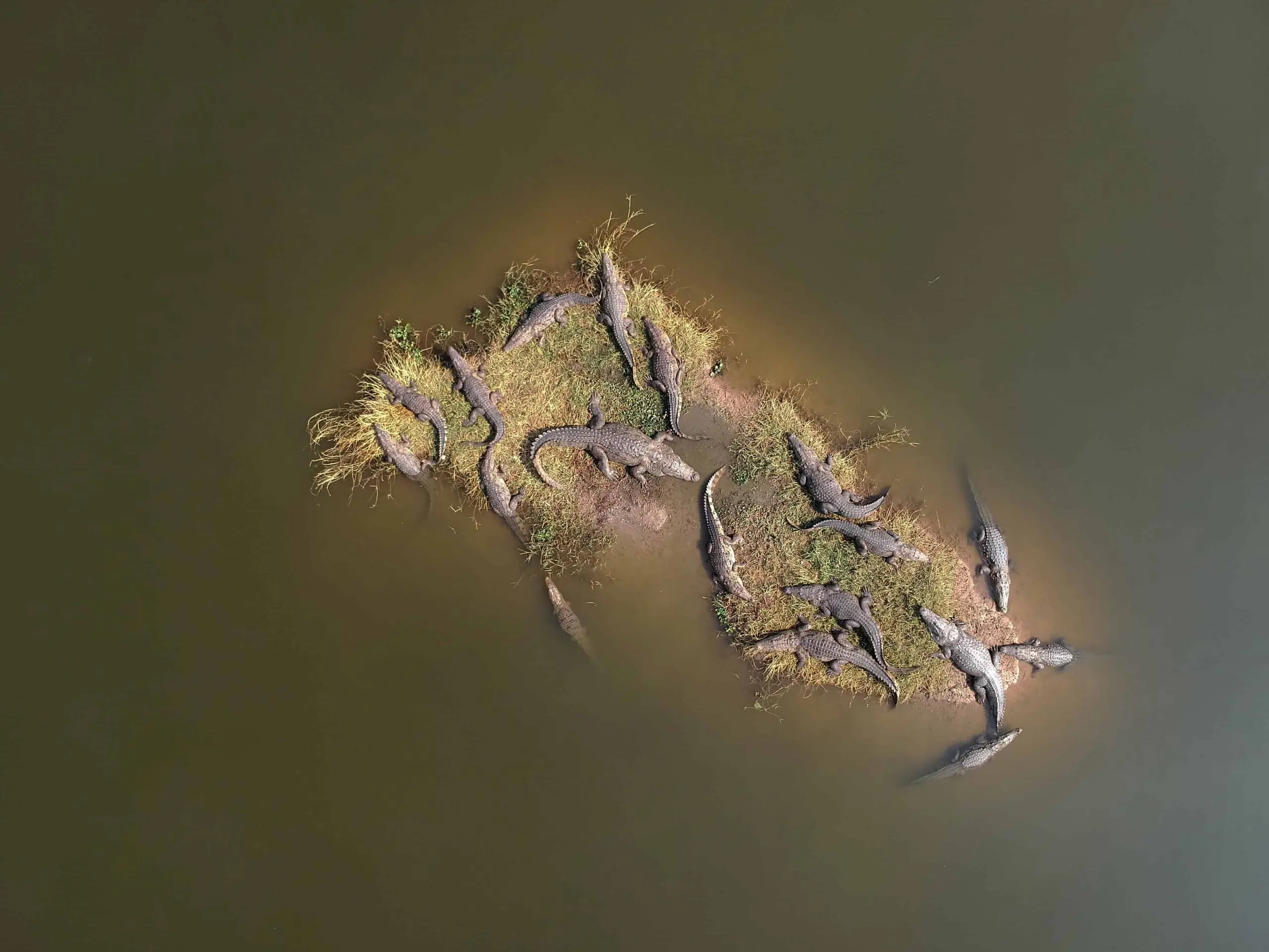 Conservation of Mugger Crocodiles
